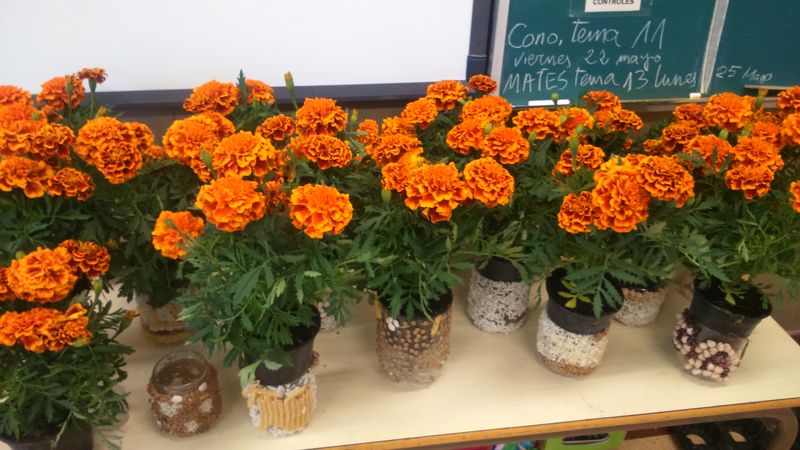 El alumnado de 4º de primaria hemos trabajado de diferentes maneras en plástica, conocimiento del medio, matemáticas… Hemos realizado un macetero con diferentes legumbres: alubias, lentejas, garbanzos… y la profesora [&hellip;]