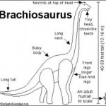 brachiosaurus_2